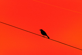 Bird On Wire-Crimson